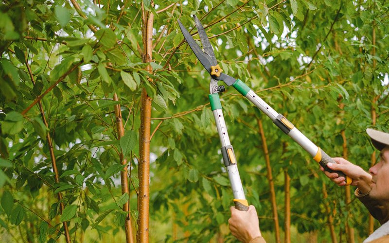 Tree trimming in Pleasant Valley, NY